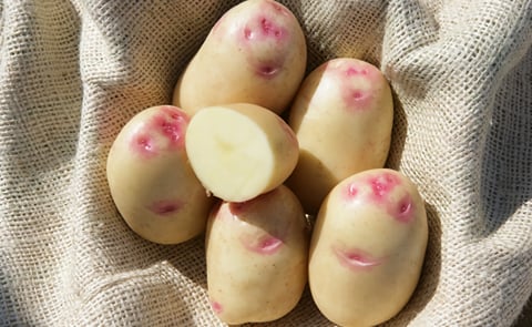 The Kind Edward potato is familiar to 84% of UK adult potato eaters, making it the most recognized potato variety in the United Kingdom The Kind Edward potato is familiar to 84% of UK adult potato eaters, making it the most recognized potato variety in the United Kingdom