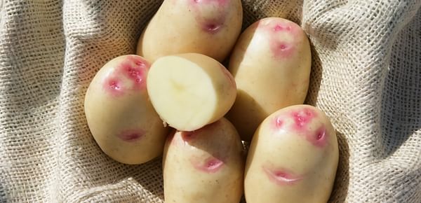 King Edward potato most recognized potato variety in the UK