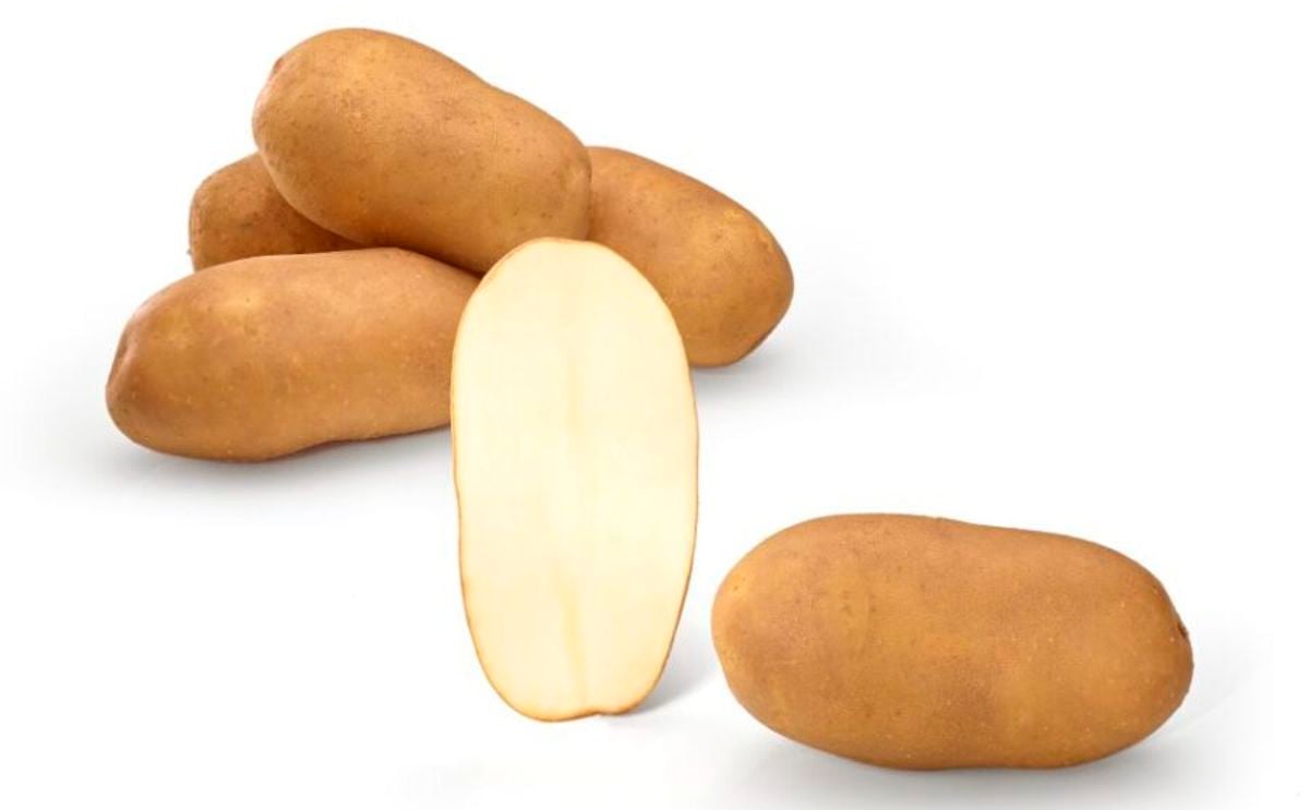 KING RUSSET KING RUSSET