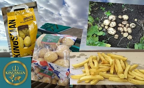 The Kingsman potato: Cygnet PB to expand commercial trials in the US for this high-yielding, climate-resilient variety The Kingsman potato: Cygnet PB to expand commercial trials in the US for this high-yielding, climate-resilient variety