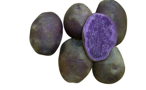 KITAMURASAKI KITAMURASAKI