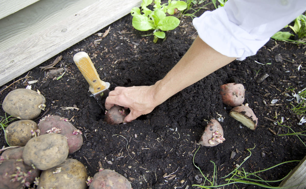 Potato kitchen garden