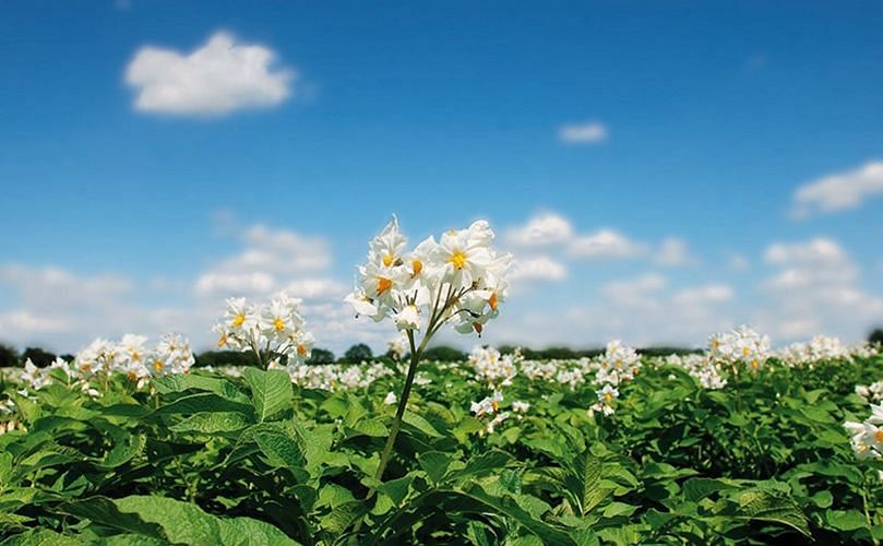 Annually, KMC processes more than one billion kilos (one million tonnes) of potatoes. From these potatoes, it creates 250,000 tonnes of starch as well as 20,000 tonnes of flakes and granules, which it sells to 80 countries worldwide