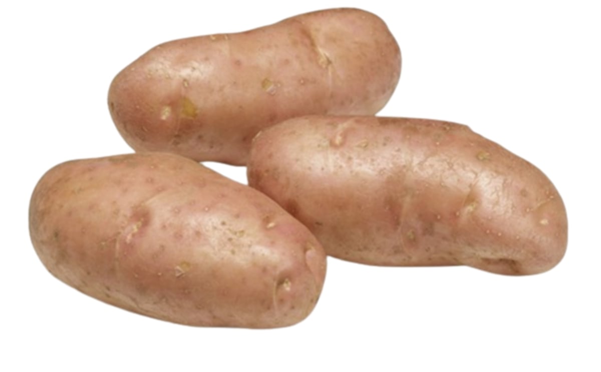KONDOR