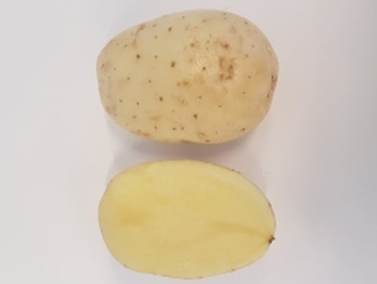Festo is an early to medium-early variety, with a high yield of attractive tubers.
Nice long-oval tuber shape with a very bright skin colour. Very suitable for production for fresh market and home-fries. Festo is an early to medium-early variety, with a high yield of attractive tubers.
Nice long-oval tuber shape with a very bright skin colour. Very suitable for production for fresh market and home-fries.