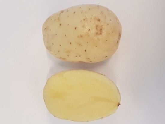 Festo is an early to medium-early variety, with a high yield of attractive tubers.
Nice long-oval tuber shape with a very bright skin colour. Very suitable for production for fresh market and home-fries.