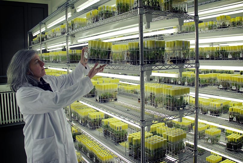 8,000 native potato varieties of the International Potato Centre in Peru will soon join these banana plantlets (overview) at the KU in Leuven, Belgium (Courtesy: Bioversity International) 8,000 native potato varieties of the International Potato Centre in Peru will soon join these banana plantlets (overview) at the KU in Leuven, Belgium (Courtesy: Bioversity International)