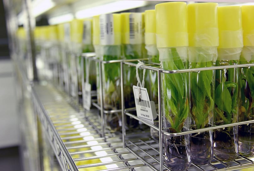 8,000 native potato varieties of the International Potato Centre in Peru will soon join these banana plantlets (close-up) at the KU in Leuven, Belgium (Courtesy: Bioversity International) 8,000 native potato varieties of the International Potato Centre in Peru will soon join these banana plantlets (close-up) at the KU in Leuven, Belgium (Courtesy: Bioversity International)
