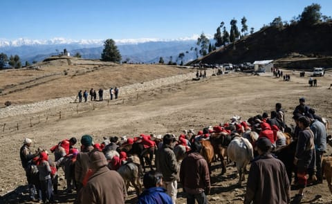 Research Station promises Kufri (Northern India) low cost potato chips Research Station promises Kufri (Northern India) low cost potato chips