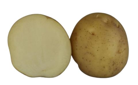 KUFRI ASHOKA KUFRI ASHOKA