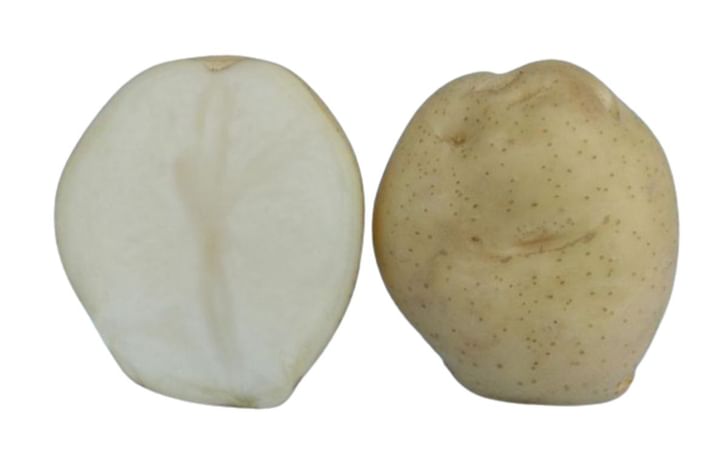 KUFRI BAHAR KUFRI BAHAR