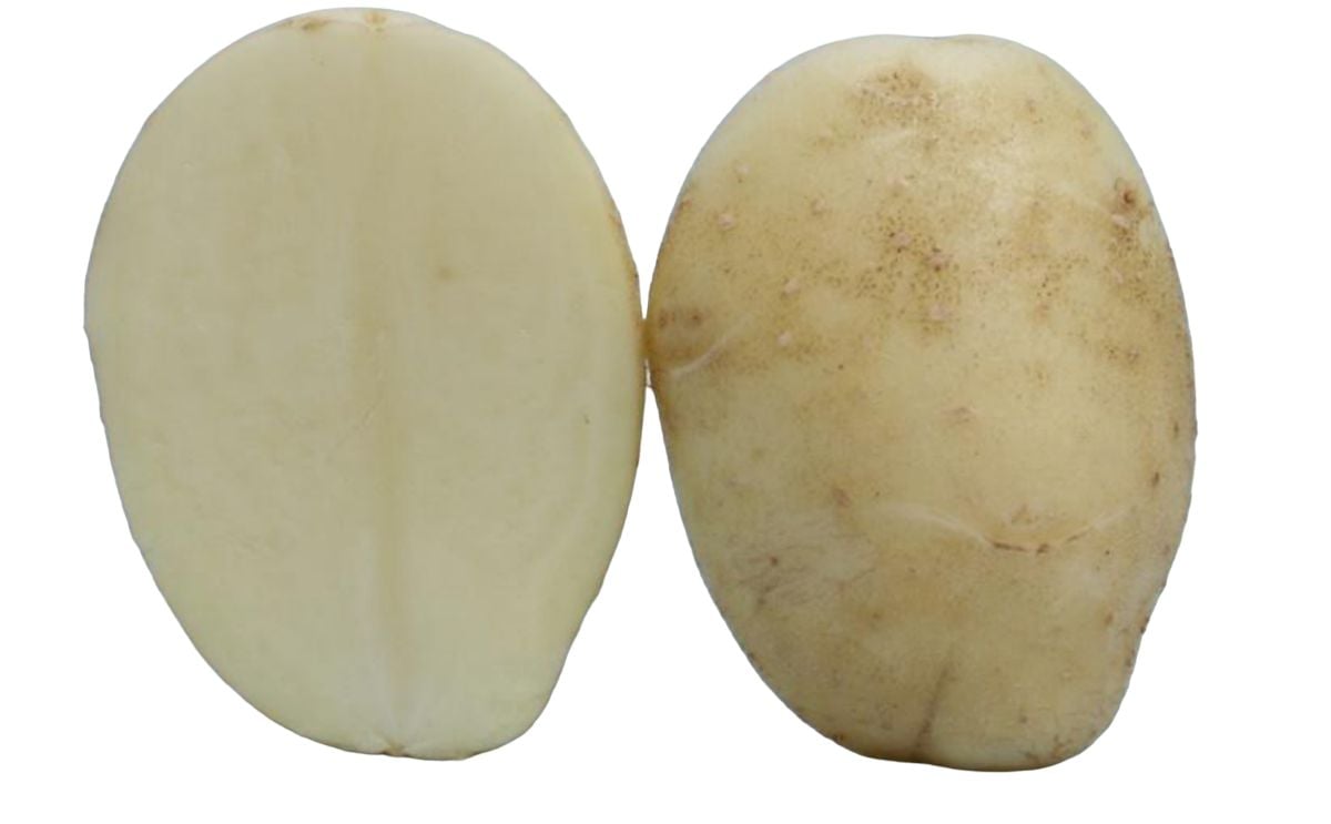 KUFRI CHIPSONA 1 KUFRI CHIPSONA 1