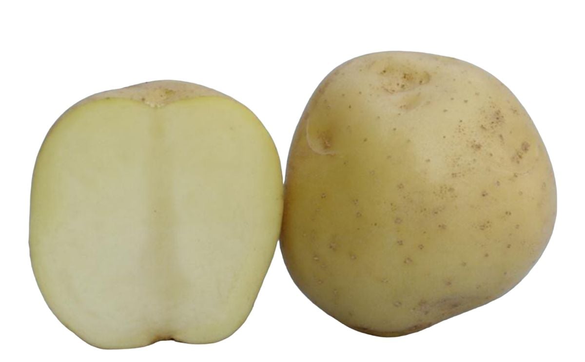 KUFRI CHIPSONA 2 KUFRI CHIPSONA 2