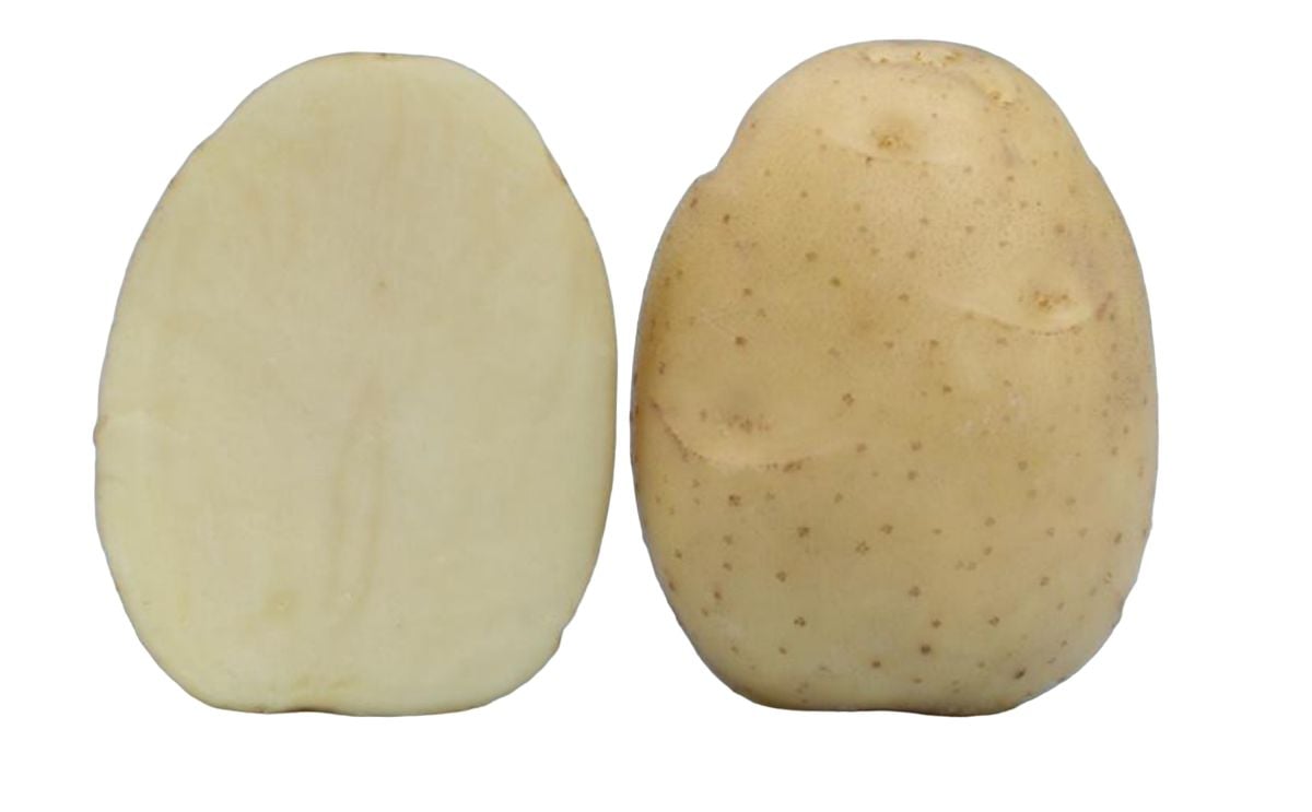 KUFRI CHIPSONA 3 KUFRI CHIPSONA 3