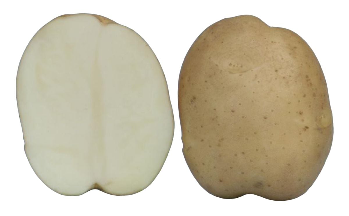 KUFRI CHIPSONA 4 KUFRI CHIPSONA 4