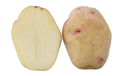 KUFRI DEWA KUFRI DEWA