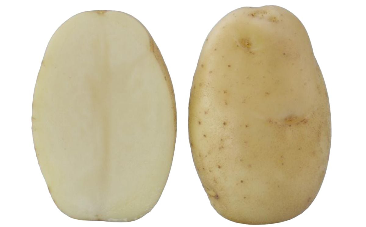 KUFRI FRYSONA KUFRI FRYSONA