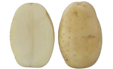 KUFRI FRYSONA KUFRI FRYSONA