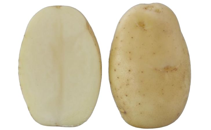 KUFRI FRYSONA KUFRI FRYSONA