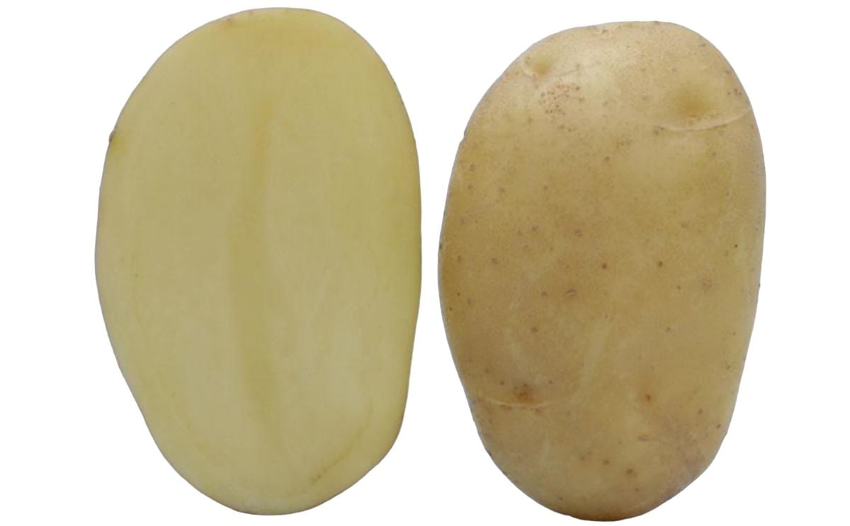 KUFRI HIMALINI KUFRI HIMALINI