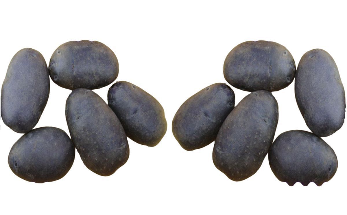 Kufri Jamunia potato variety Kufri Jamunia potato variety