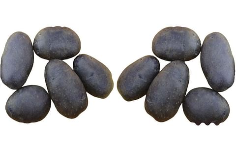 Kufri Jamunia potato variety Kufri Jamunia potato variety