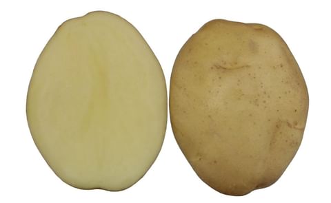 KUFRI JAWAHAR KUFRI JAWAHAR