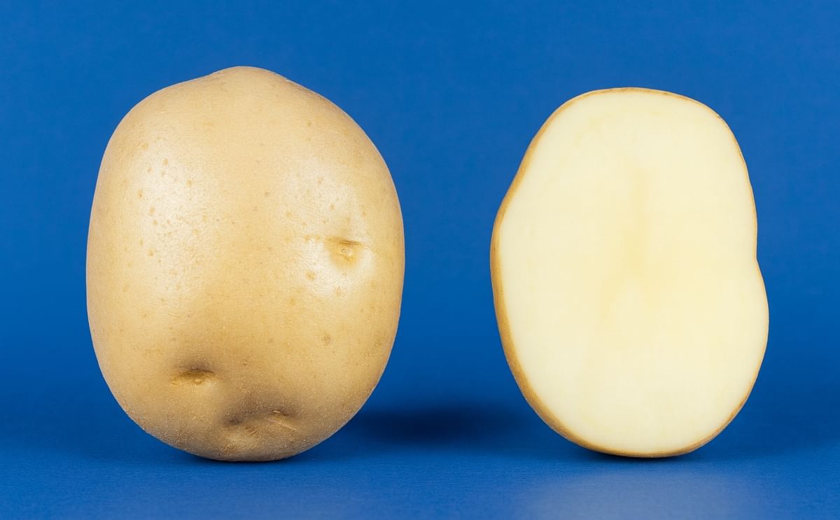 kufri jyoti kufri jyoti