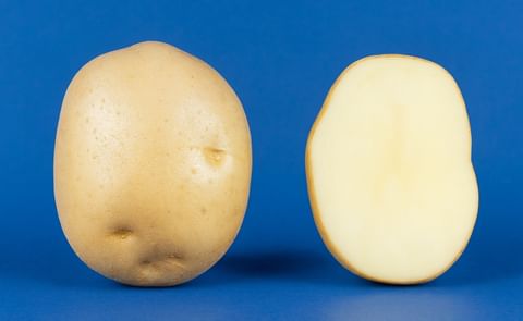 Seed potatoes lose attraction in Lahaul-Spiti Seed potatoes lose attraction in Lahaul-Spiti