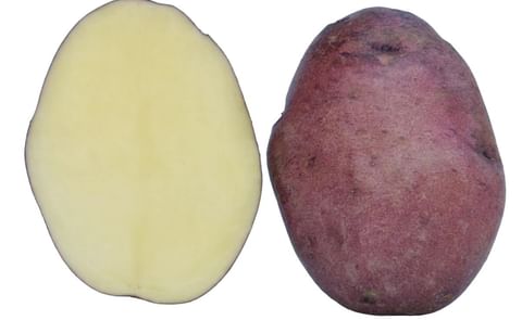 KUFRI NEELKANTH KUFRI NEELKANTH