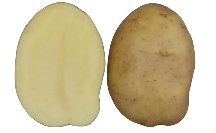 KUFRI PUSHKAR KUFRI PUSHKAR