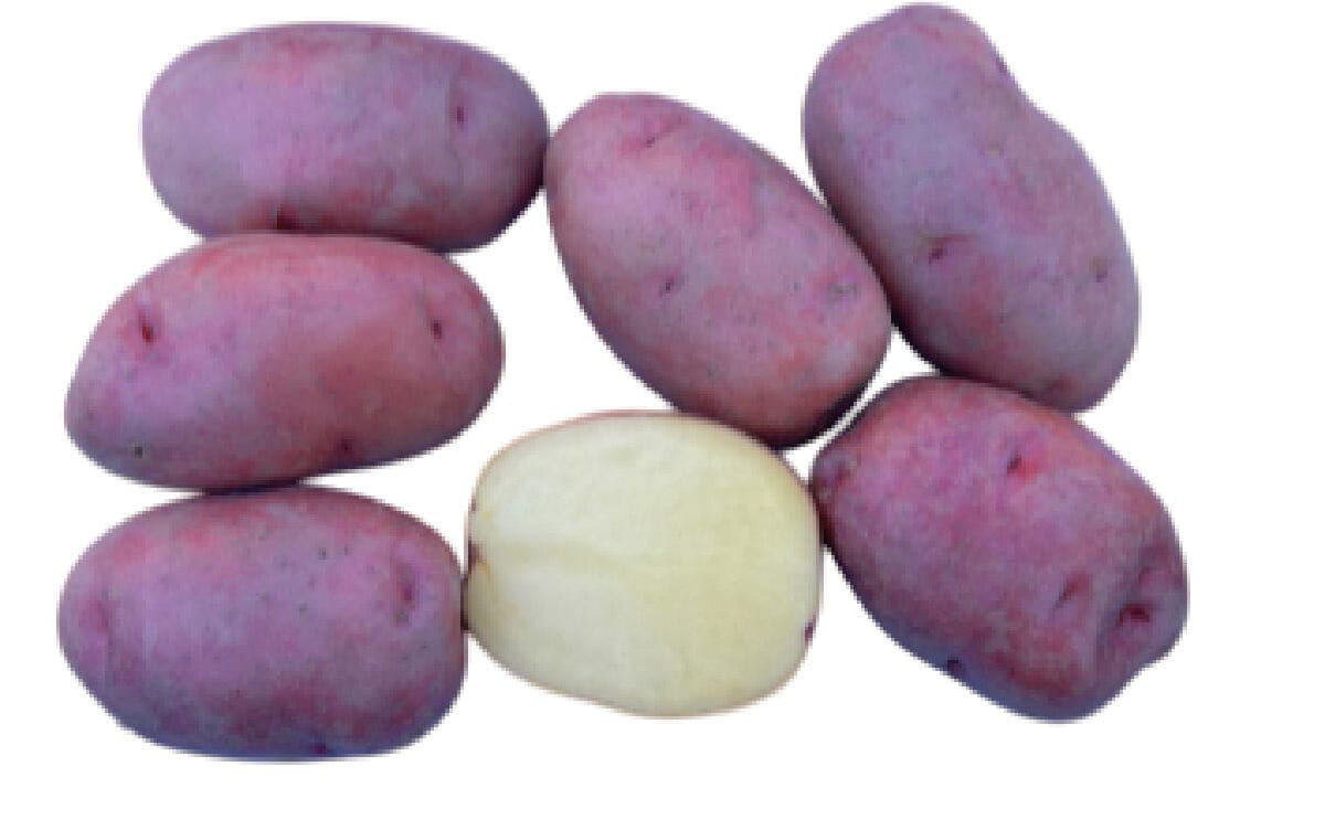 Kufri Ratan – one of the newly notified potato varieties by ICAR-CPRI, offering high yield, storability, and improved productivity for Indian farmers.