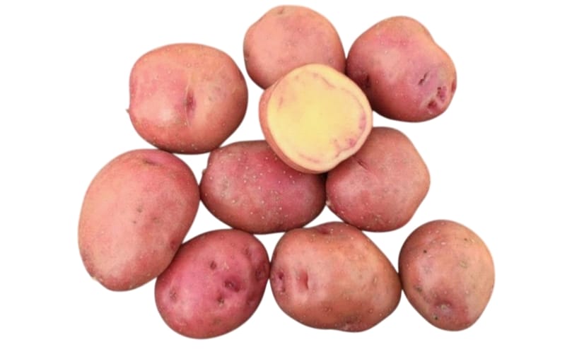 Kufri Ruby, a newly notified ICAR-CPRI potato variety developed for the growing baby potato market, produces nearly 60% baby-sized tubers within 90 days and is recommended for cultivation across major potato-growing states in India. Kufri Ruby, a newly notified ICAR-CPRI potato variety developed for the growing baby potato market, produces nearly 60% baby-sized tubers within 90 days and is recommended for cultivation across major potato-growing states in India.