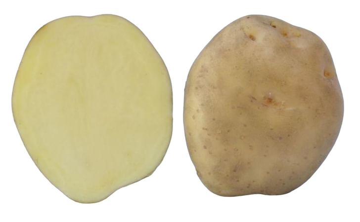 KUFRI SHERPA KUFRI SHERPA