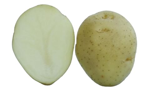 KUFRI SUTLEJ KUFRI SUTLEJ