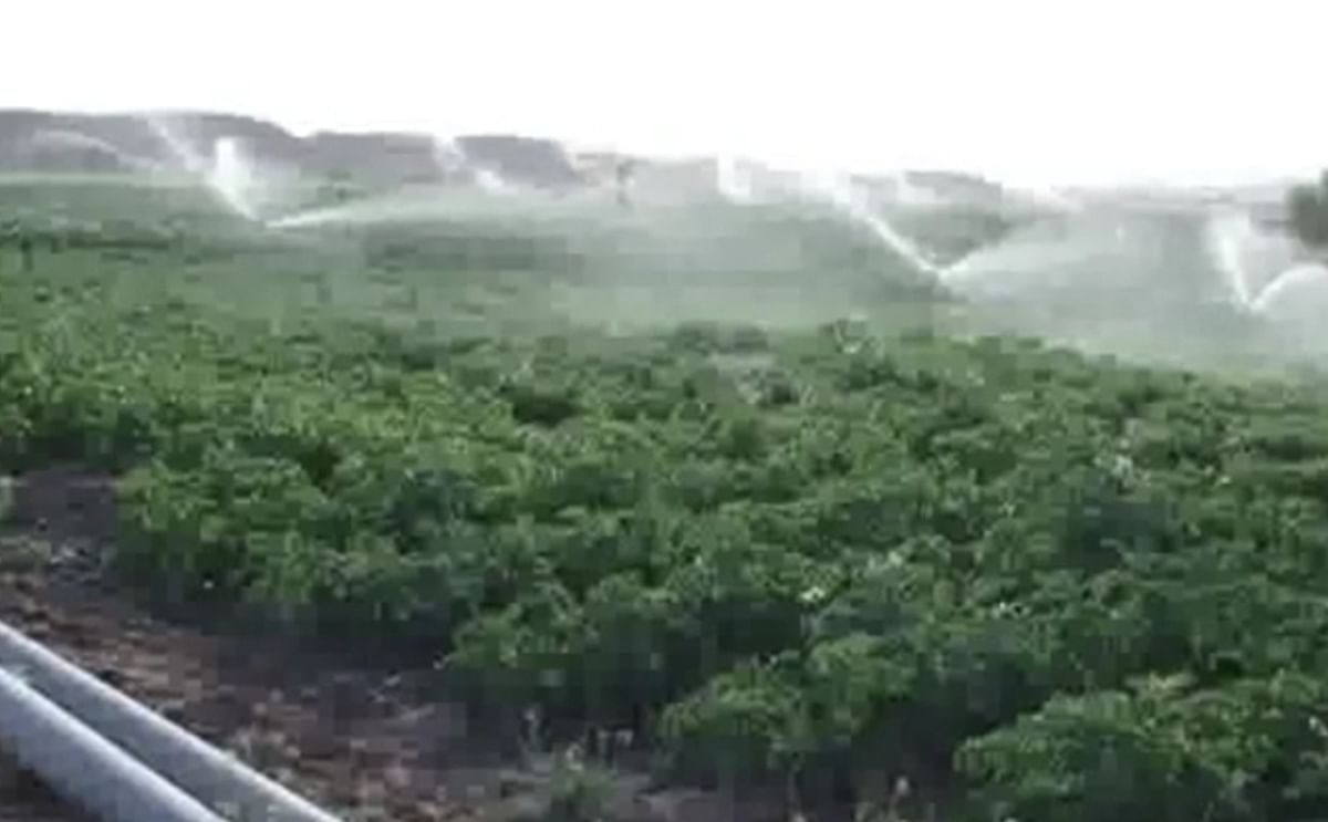 Potato cultivation in Kurdistan