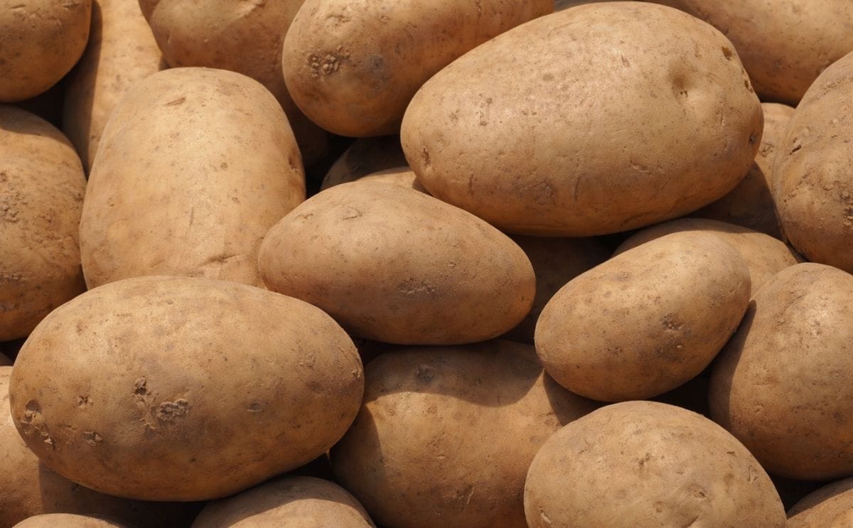 McGill study: Potato extract reduces weight gain to surprising extent McGill study: Potato extract reduces weight gain to surprising extent