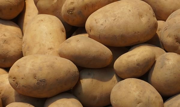 Potatoes (Agata)
