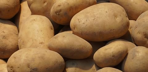 Potatoes (Agata)