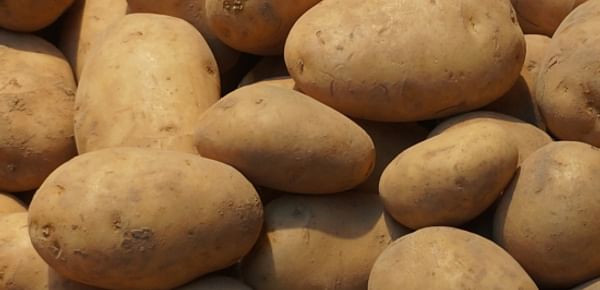 McGill study: Potato extract reduces weight gain to surprising extent