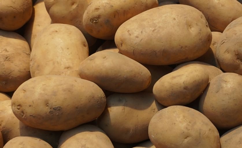 McGill study: Potato extract reduces weight gain to surprising extent