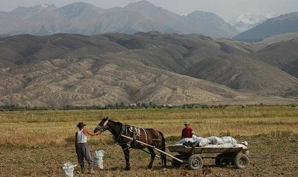 Potato Picking in the Issyk-Kul region of Kyrgyzstan (Courtesy Flickr)
