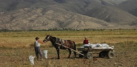 Potato Picking in the Issyk-Kul region of Kyrgyzstan (Courtesy Flickr)