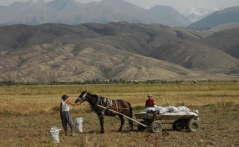 Potato Picking in the Issyk-Kul region of Kyrgyzstan (Courtesy Flickr) Potato Picking in the Issyk-Kul region of Kyrgyzstan (Courtesy Flickr)