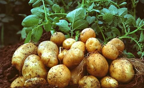 La agricultura orgánica debería incluir la papa genéticamente modificada con resistencia al tizón tardío La agricultura orgánica debería incluir la papa genéticamente modificada con resistencia al tizón tardío