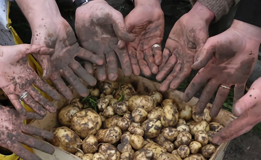 The potato variety Bonnotte is harvested by hand