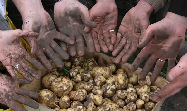 'La Bonnotte' is een exclusieve met de hand geoogste aardappel