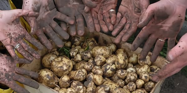 'La Bonnotte' is een exclusieve met de hand geoogste aardappel