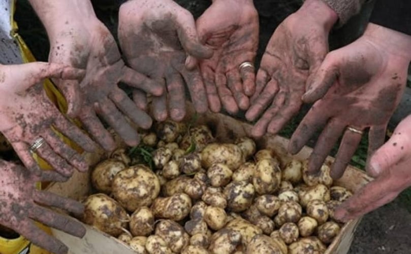La Bonnotte is harvested by hand La Bonnotte is harvested by hand