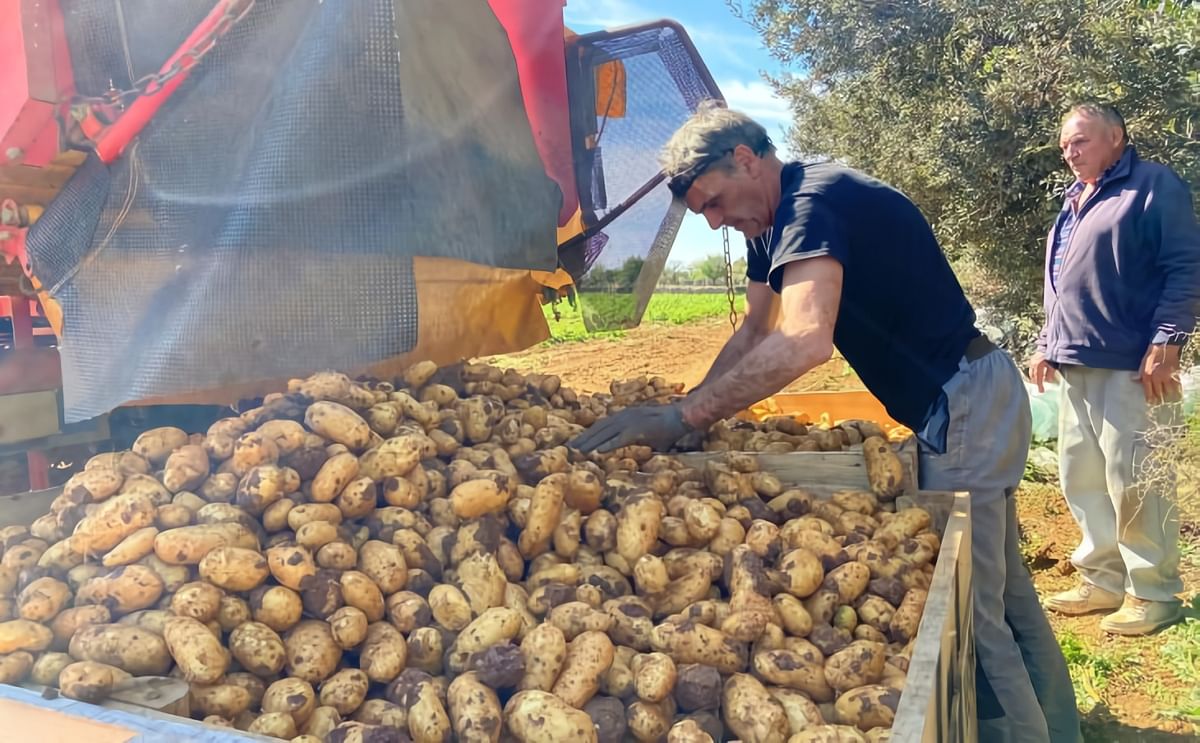 La campaña de la patata 'primerenca' de Mateu Export ha arrancado en la finca de Son Puça